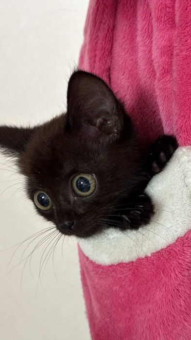 Котенку (девочка) нужен дом! Срочно!