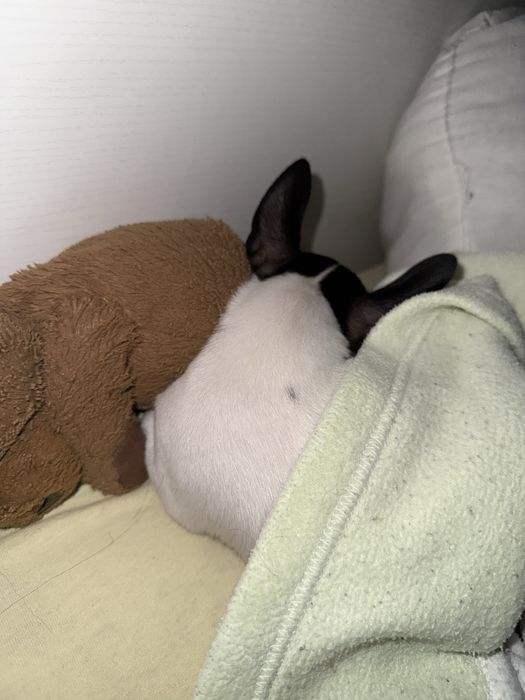 Девочка чихуахуа