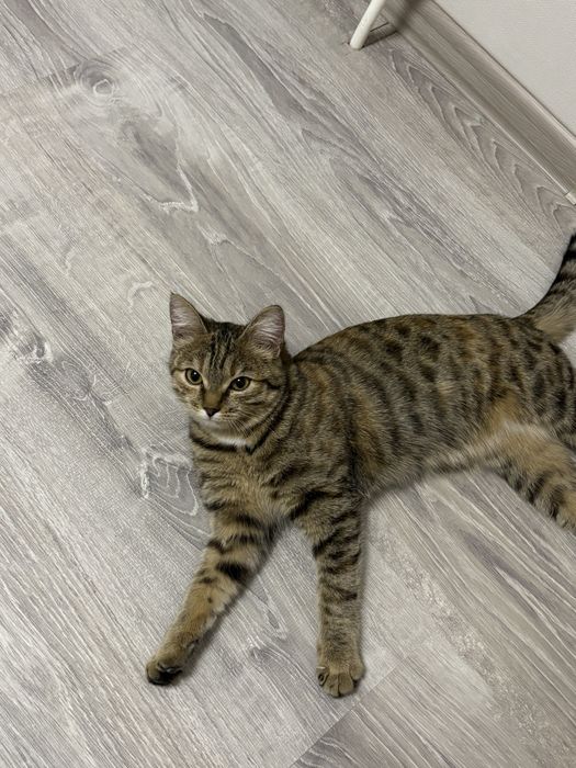 Отдам кошечку в добрые руки