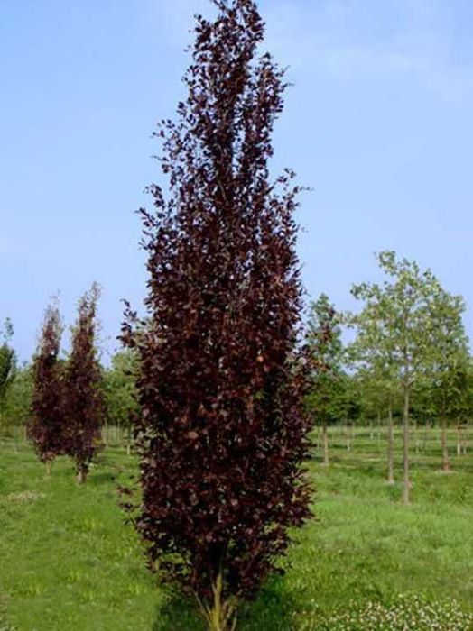 Corcodus rosu Prunus cerasifera nigra Fag cu frunza purpurie