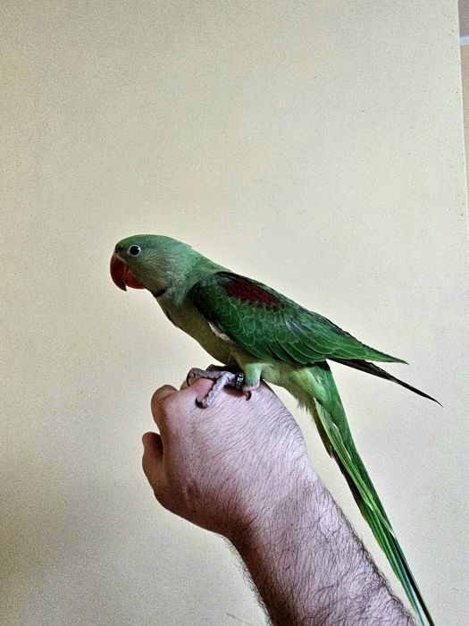 Puișori Marele Alexander ( Psittacula eupatria )