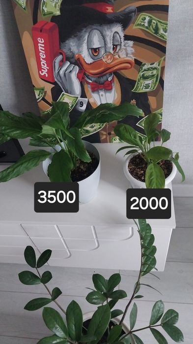 Продам  комнатные  цветы.
