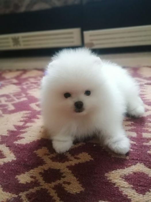 Шикарные малыши от Мала до Велика