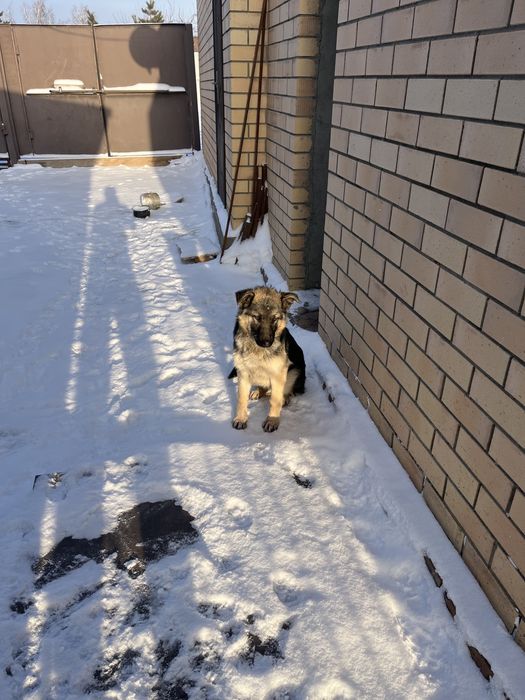 Восточная овчарка