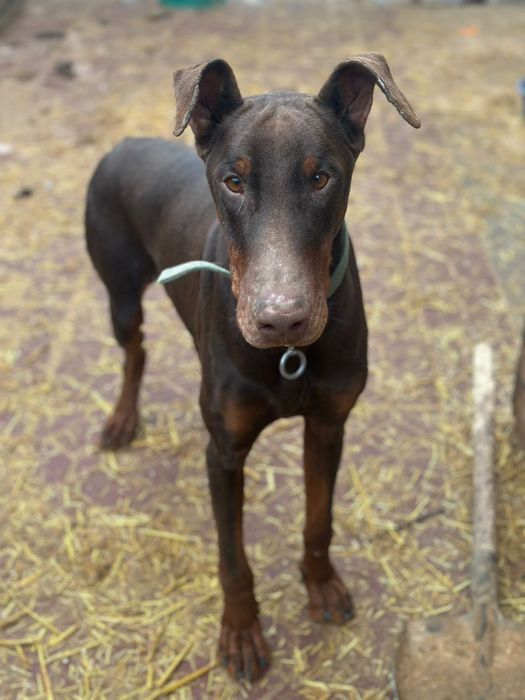 Доберман мальчик в НадеЖные руки
