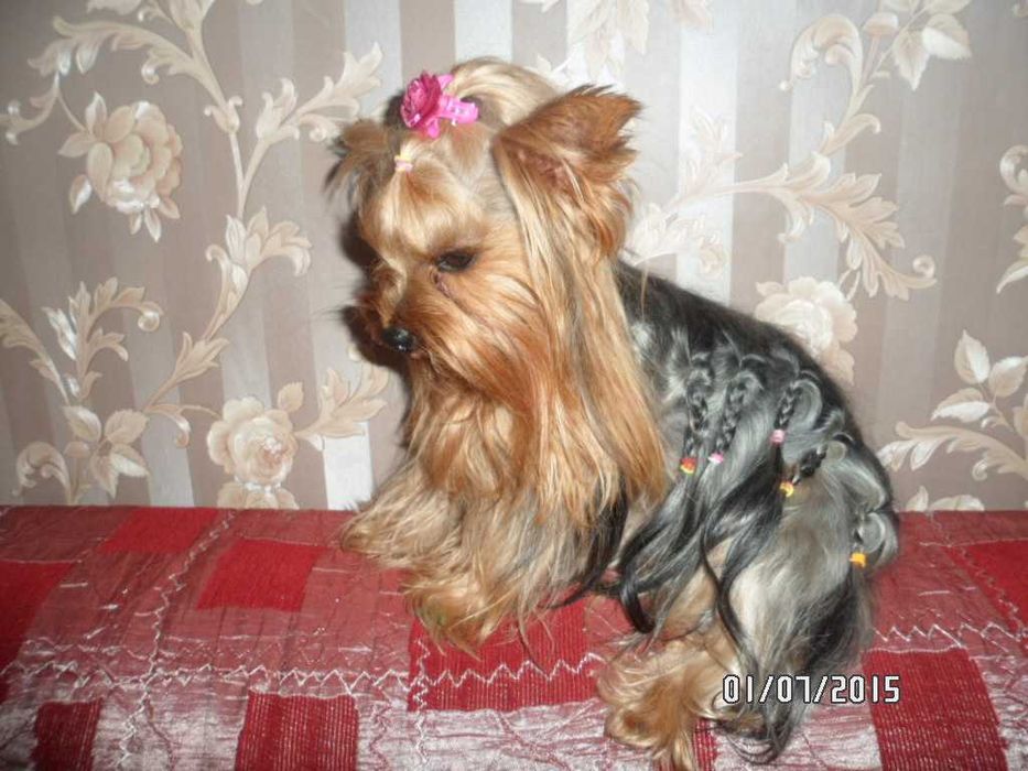 Очаровательные йоркширские щеночки.