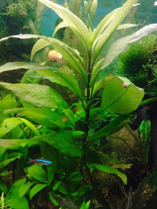 аквариумные растения