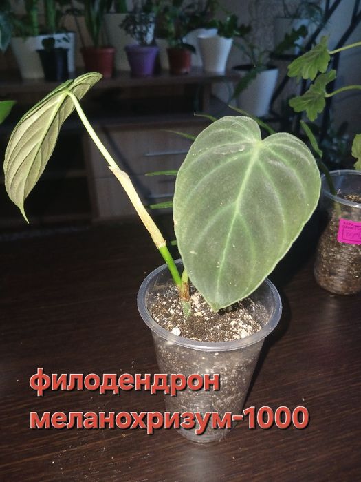 Продажа цветов, в наличии