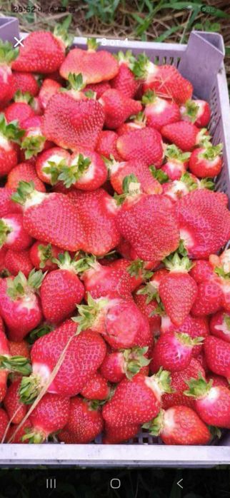 Продавам разсад ягоди и малини