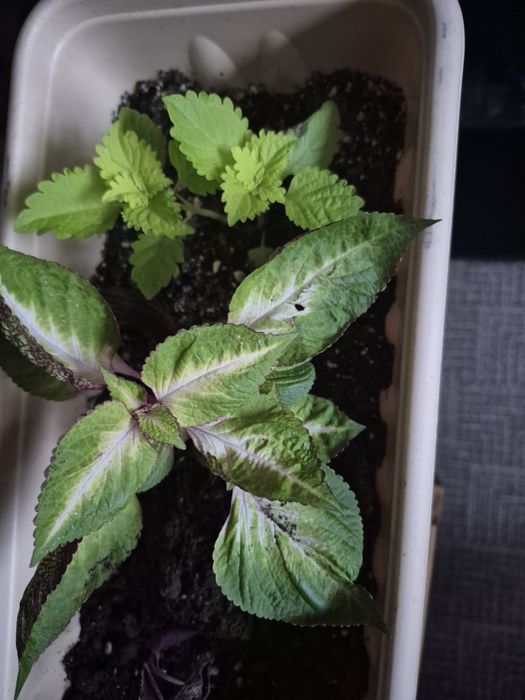 Продам комнатные цветы