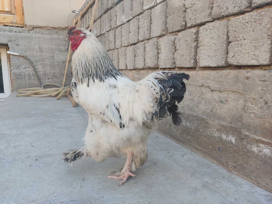 Брамалар ва Джерси гигант