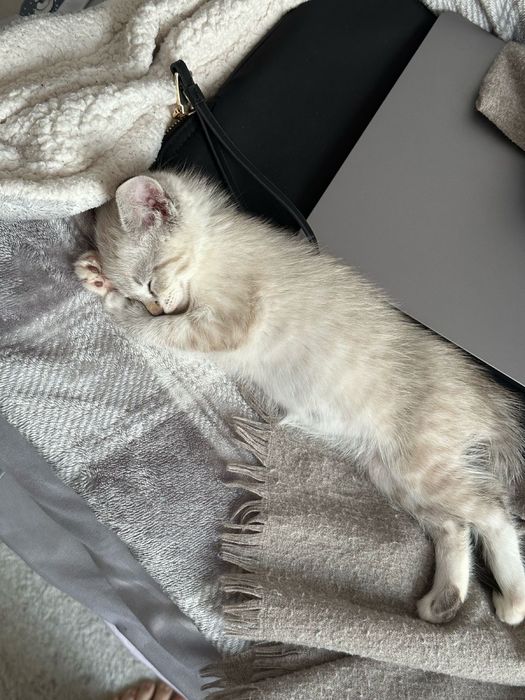 Британская кроткошерстый котёнок