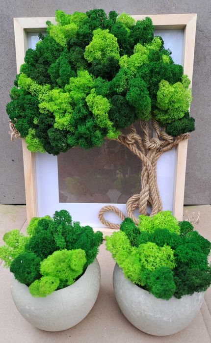 Кашпа със Скандинавски мъх