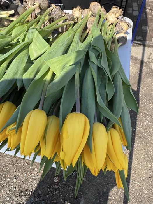 Тюльпаны оптом и в розницу