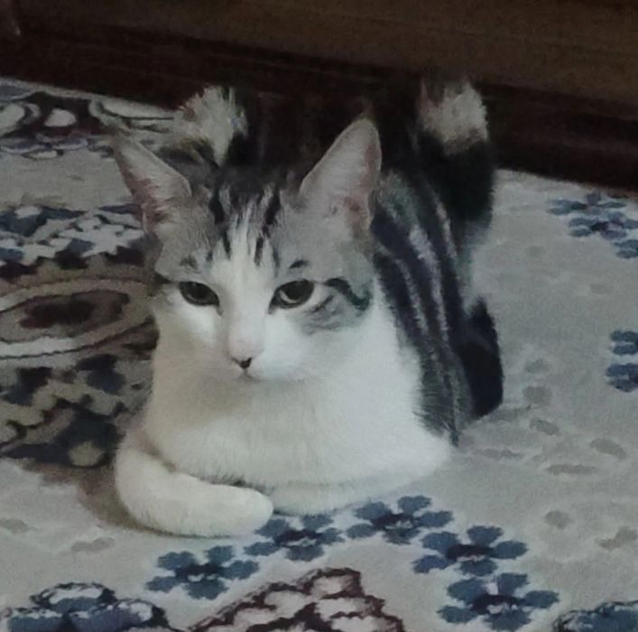 Yapon Kama Sutra porno