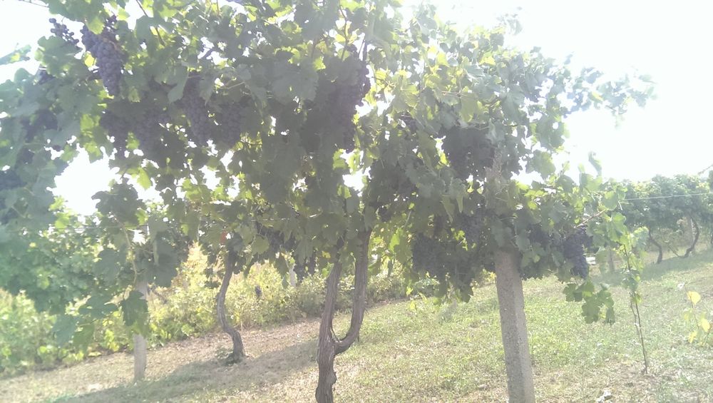 Продава се Земеделски имот в с. Панаретовци, Област Сливен -  кв.м за 1658 €/дка - Снимка #7