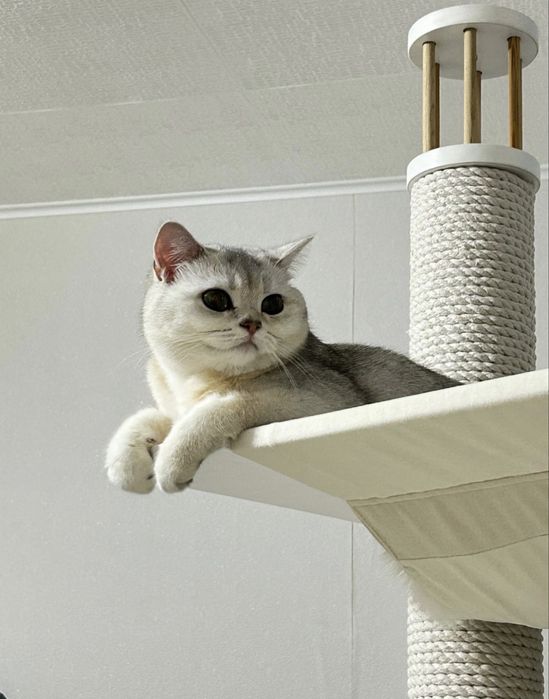 Отдам кошку британская короткошерстная, Шиншилла серебристая