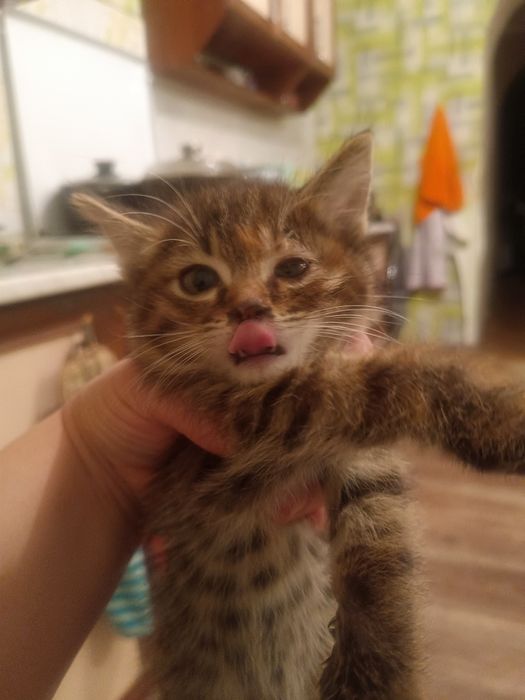 Отдам котят срочно