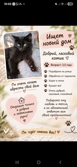 Котята подростки