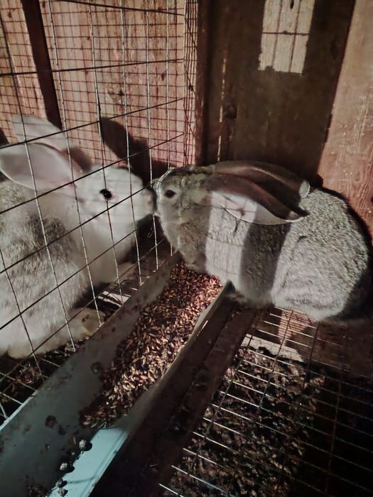 Кролики крупной породы