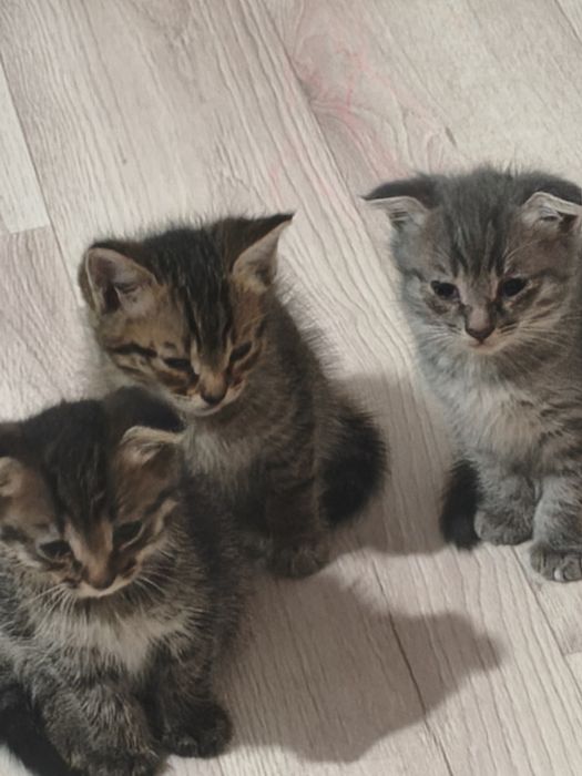 Отдам котят в добрые руки