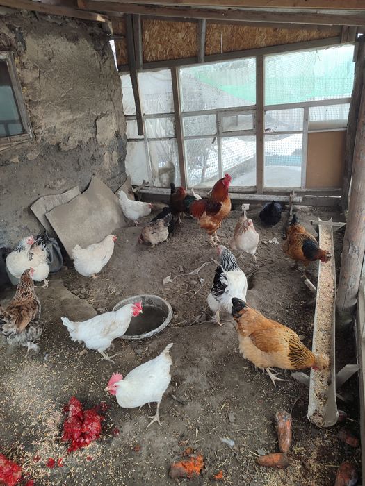Продам домашних курей