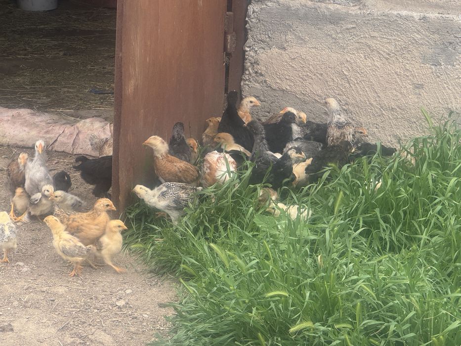 Балапандар сатылады. 1 айлық