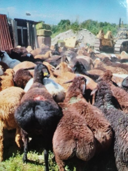 Кой   қой    Бараны    баран