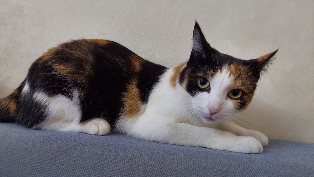 Отдаю кошек в добрые руки