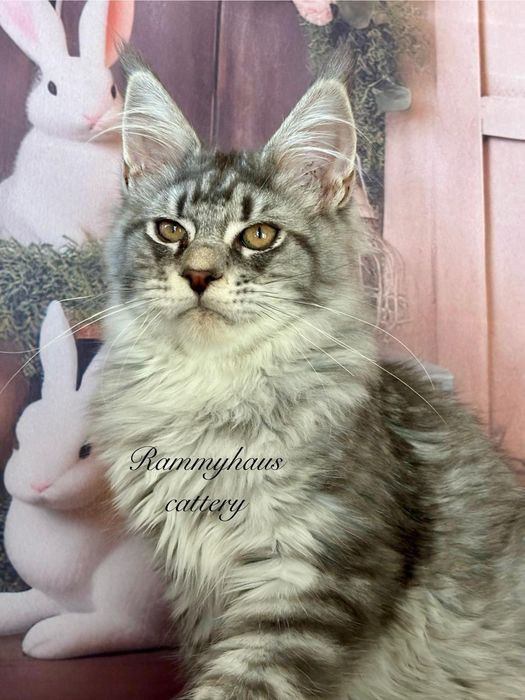 Felisa autorizata WCF, vinde pisoi cu pedigree, rasa Maine coon