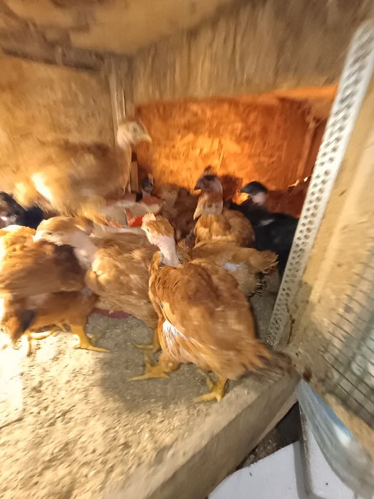 29 pui de casa de 5 săptămâni