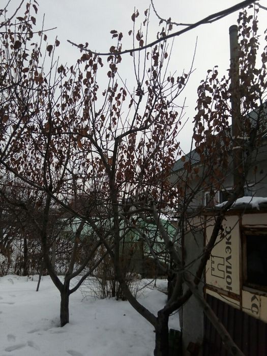 Обрезка плодовых деревьев!