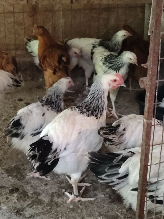 Pui Sussex Herminat Deschis