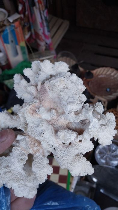 продам экзотику.