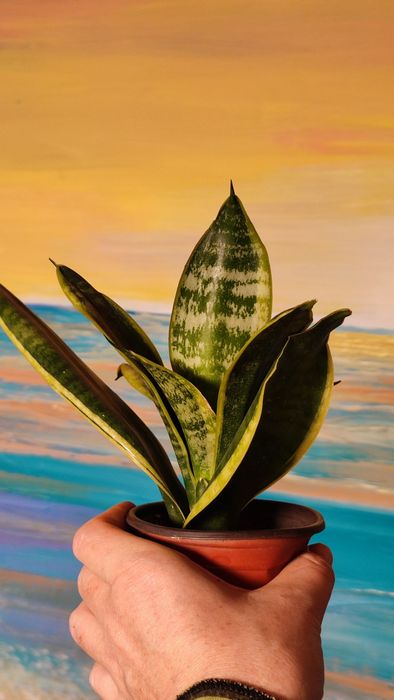 Саньсевьерия Голден Флейм