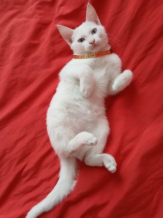 Turk angorasi pokiza urgochi 4oylik juda aqilli tualet qilaoladi