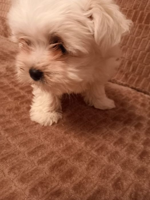 Bichon Maltez, pui