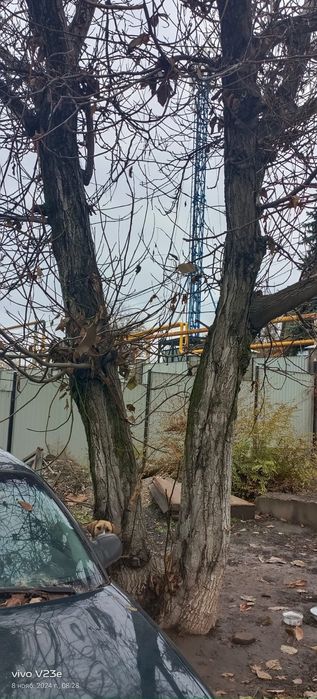 Дерево Грецкого ореха Бесплатно