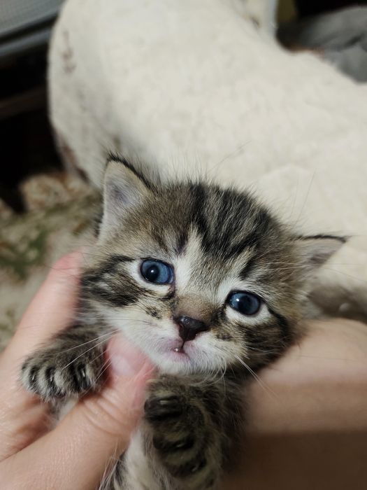 Мальчик Шотландец. Крупный