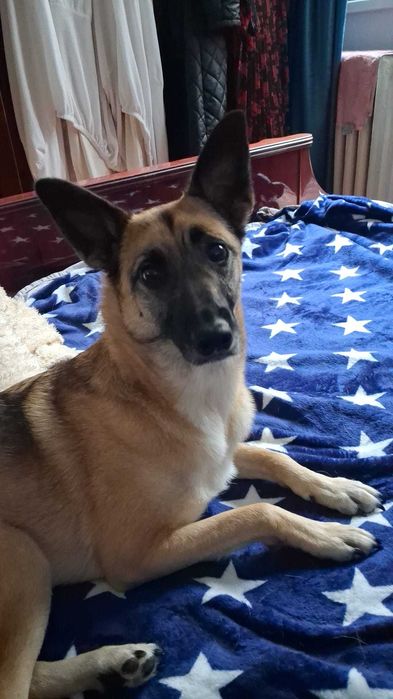 Catelusa vaccinata si sterilizata isi cauta familie iubitoare