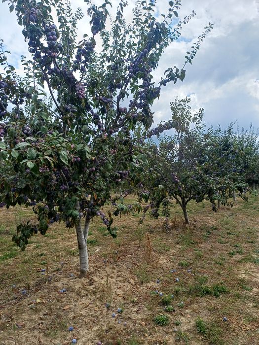 Prune de vânzare