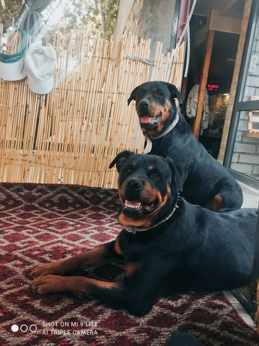 Продажа щенков ротфелера