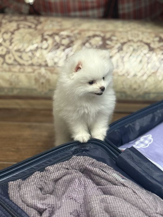 Продам немецкого шпица 2 месяца