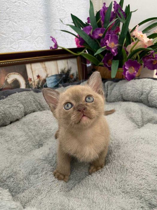 Шикарный котенок европейской бурмы