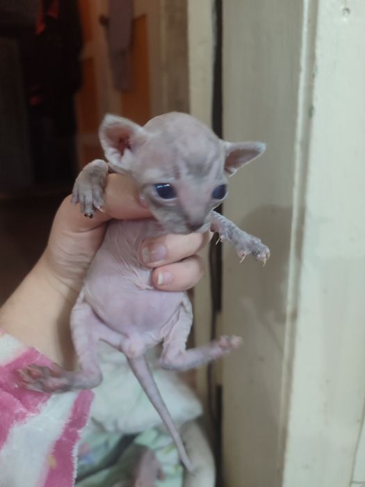 Бронирование котят сфинксов