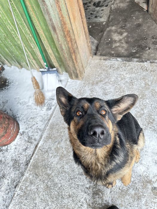 Продаем щенков немецкой овчарки