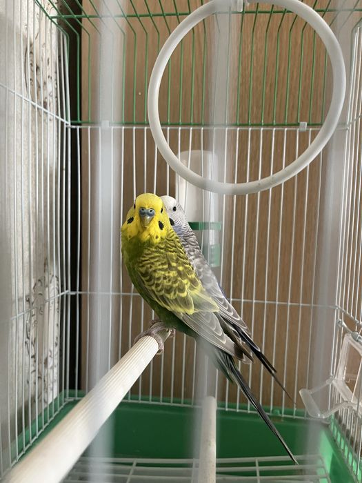 Попугаи с клеткой
