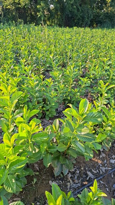 Laur englezesc photinia Red Robin leylandi