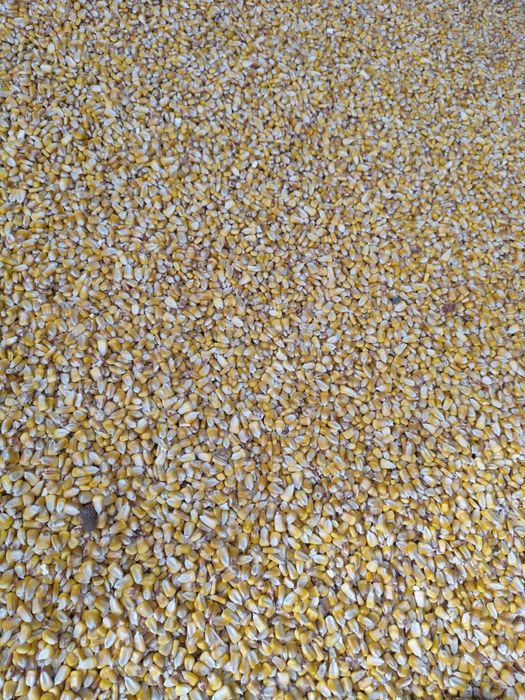 Кукуруза силос барда