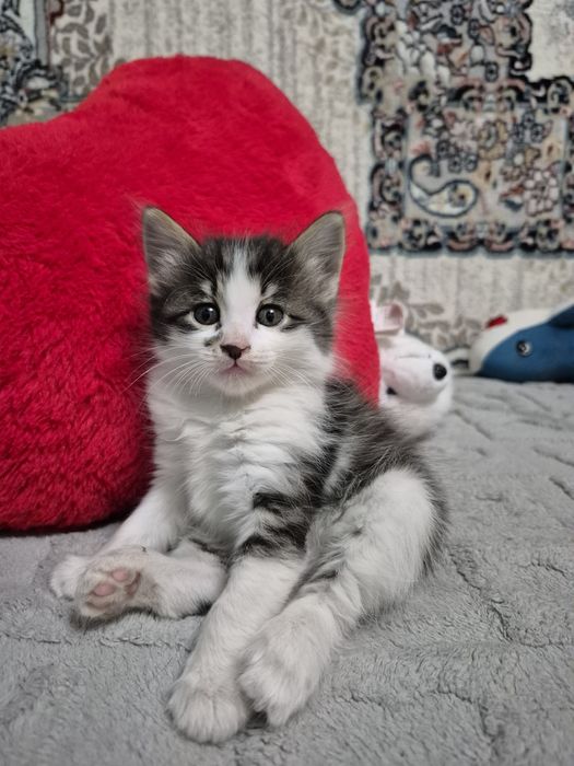 Самые красивые котята даром в лучшие руки
